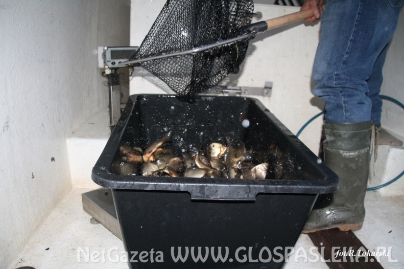 Ponowne zarybianie Jeziorka w Parku Ekologicznym