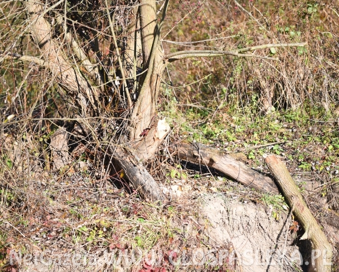 Bobry robią swoje