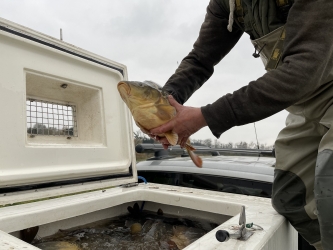 Karpie trafiły do Zakrzewka II