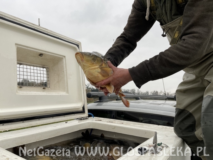 Karpie trafiły do Zakrzewka II