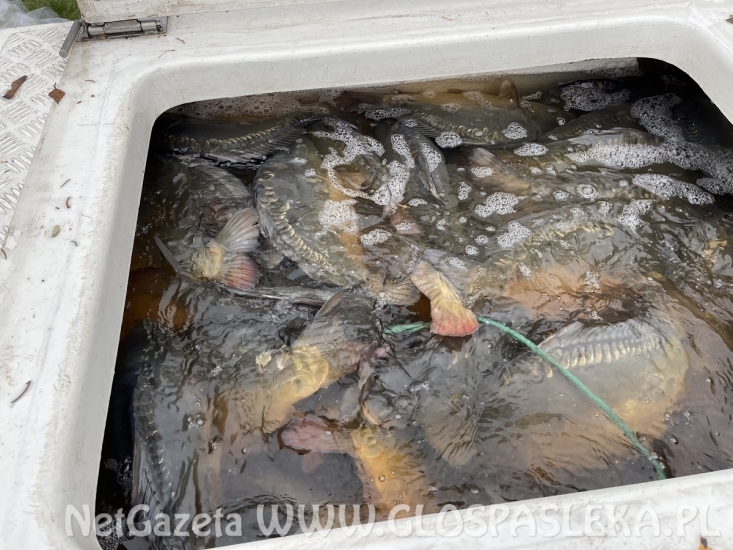 Karpie trafiły do Zakrzewka II