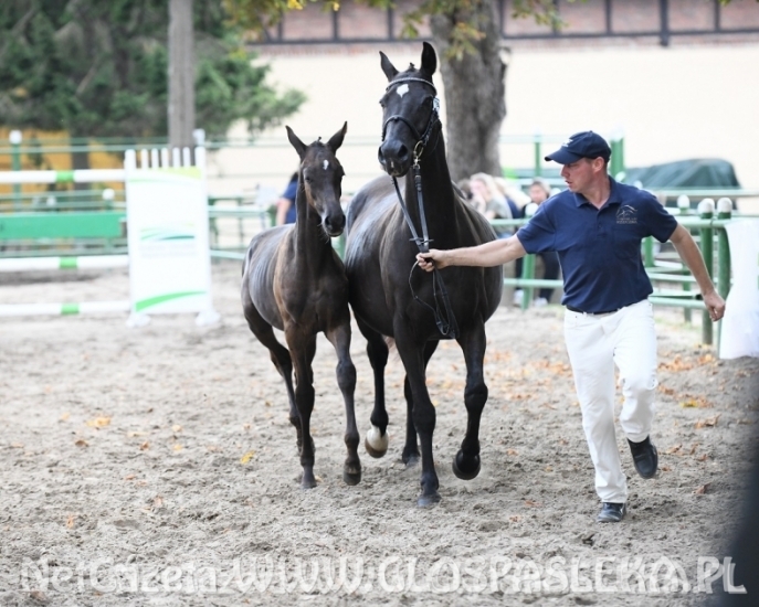 Nie mąż stanu, a siwy bajerant PRL-u. Jak Gierek wizytował okolice Pasłęka