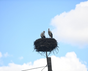 Boćki jednak wracają