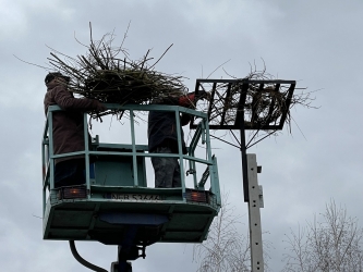 Pomagamy bocianom z Zamkowej