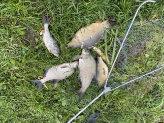 Karp na delikatny zestaw