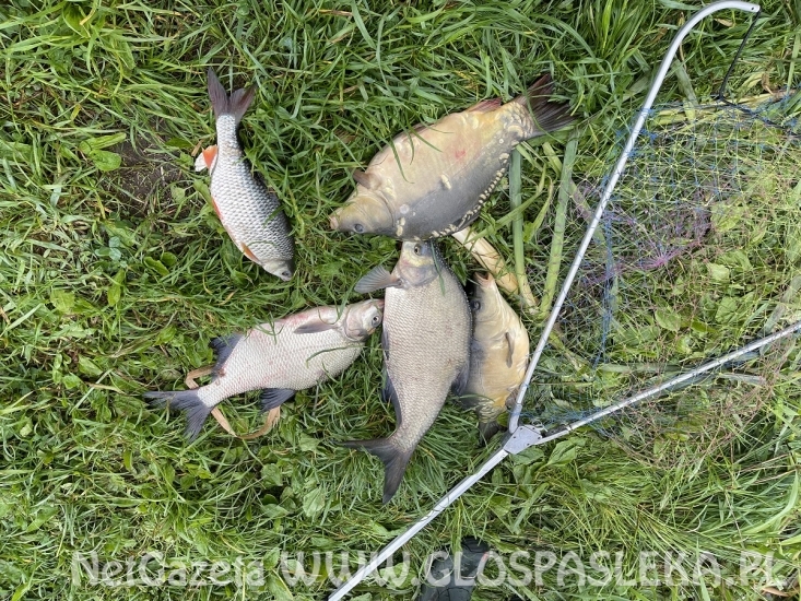 Karp na delikatny zestaw