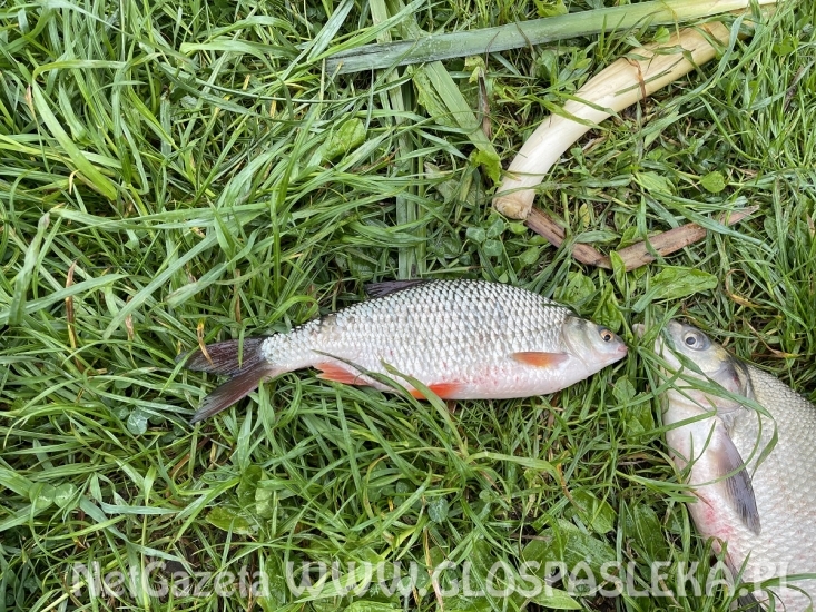 Karp na delikatny zestaw