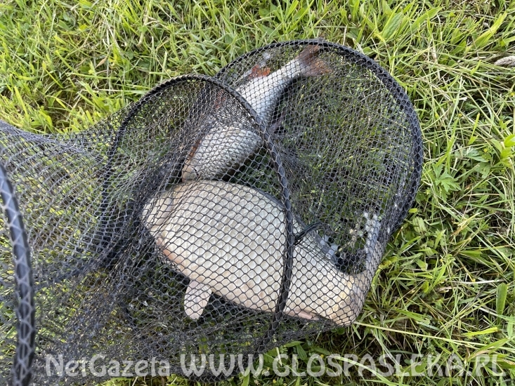 Karp na delikatny zestaw