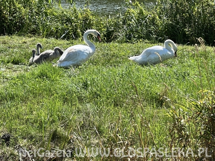 Nie dokarmiamy łabędzi