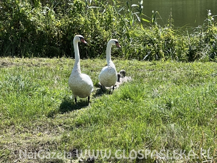 Nie dokarmiamy łabędzi