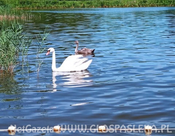Nie dokarmiamy łabędzi