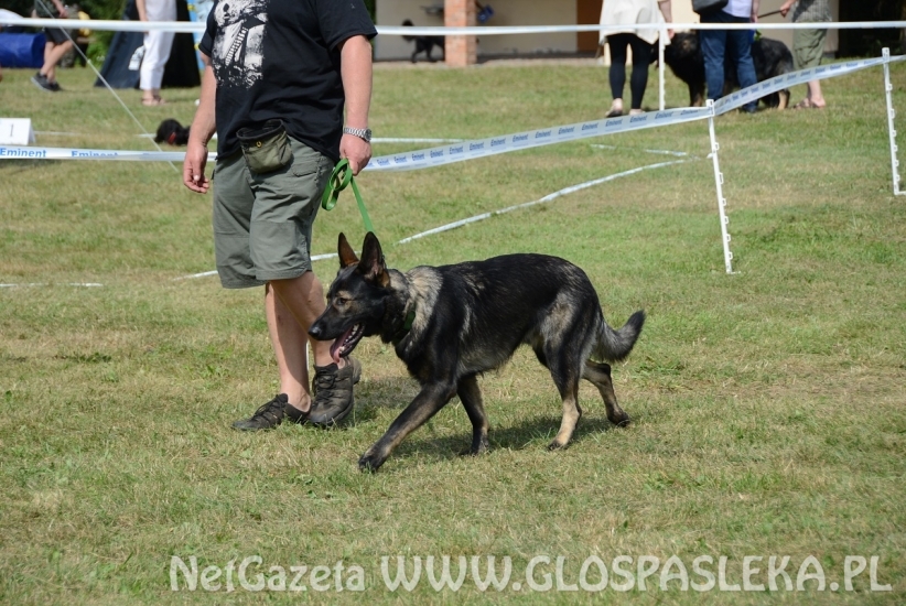 Wystawa psów rasowych