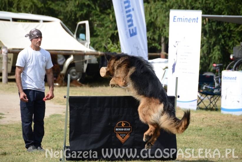 Wystawa psów rasowych