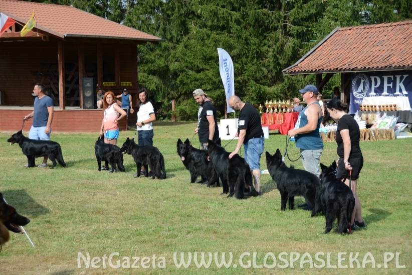 Wystawa psów rasowych