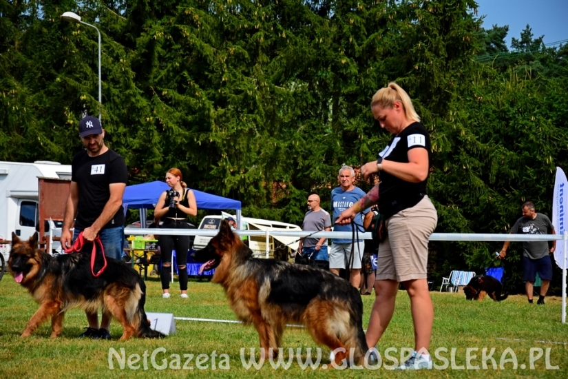 Wystawa psów rasowych II