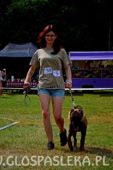 Wystawa psów rasowych II