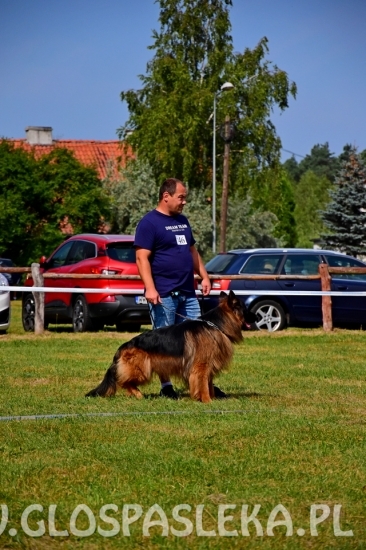 Wystawa psów rasowych II