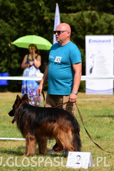 Wystawa psów rasowych II