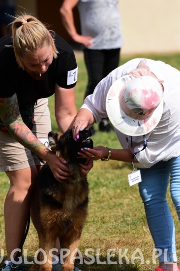 Wystawa psów rasowych II