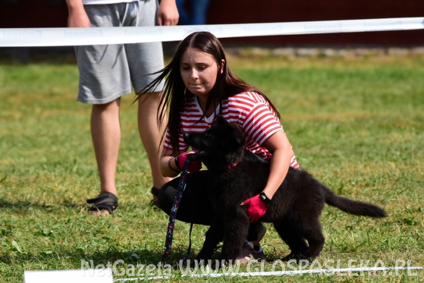 Wystawa psów rasowych II