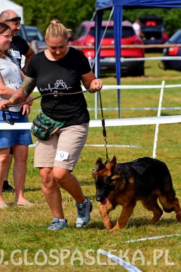 Wystawa psów rasowych II