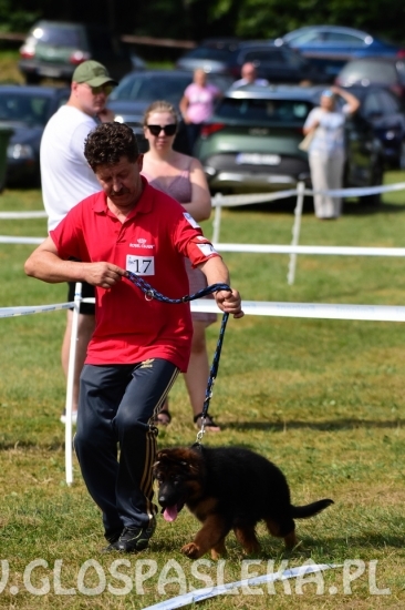 Wystawa psów rasowych II