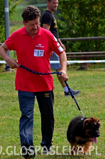 Wystawa psów rasowych II