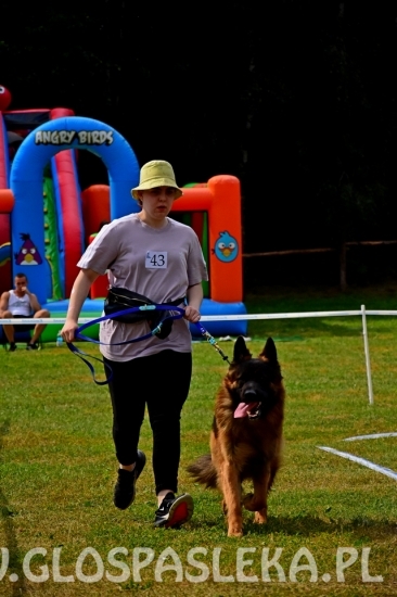 Wystawa psów rasowych