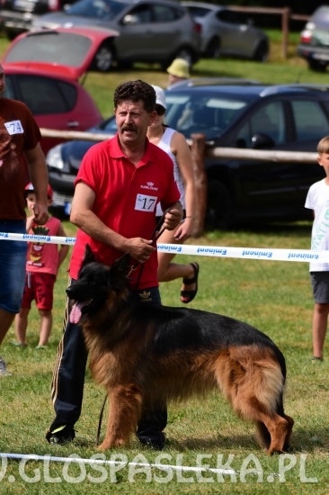 Wystawa psów rasowych