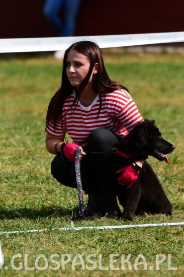 Wystawa psów rasowych