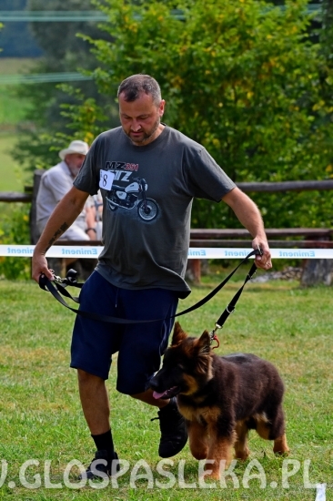 Wystawa psów rasowych