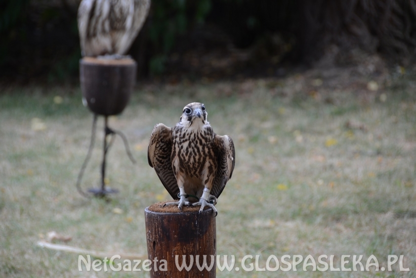 X Jarmark św. Bartłomieja