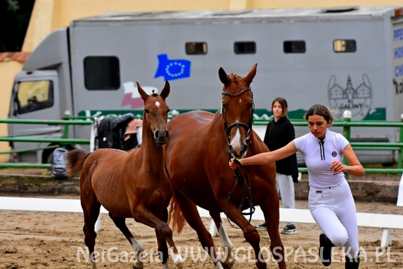 Czempionat koni w Rzecznej