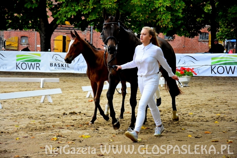 Czempionat koni w Rzecznej
