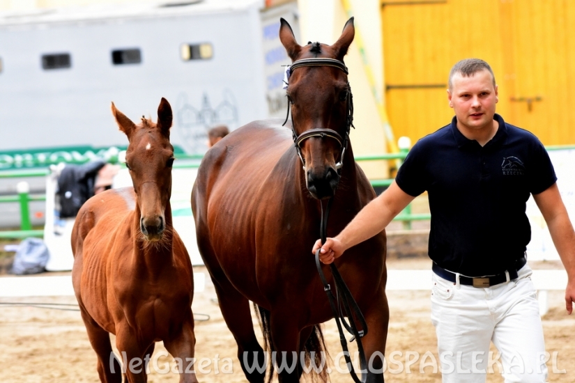 Czempionat koni w Rzecznej