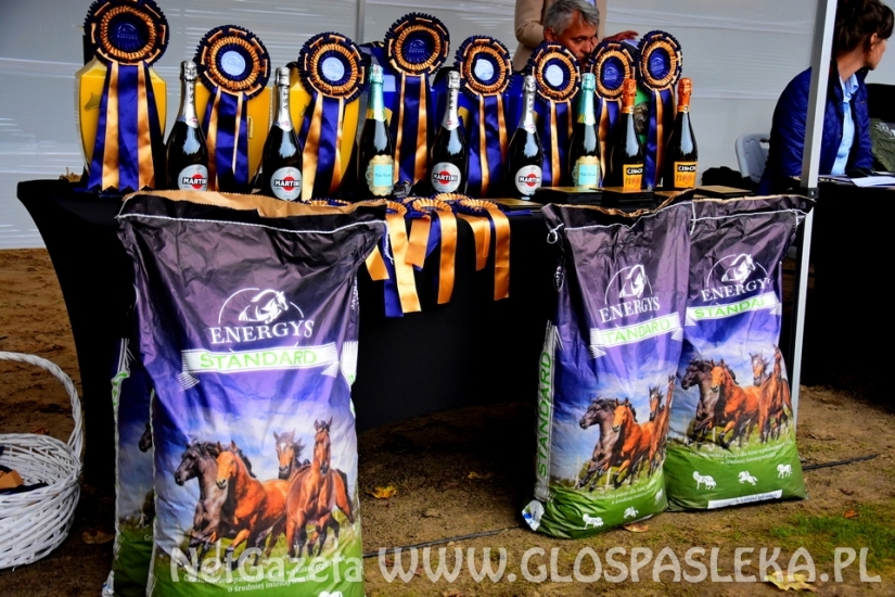 Czempionat koni w Rzecznej