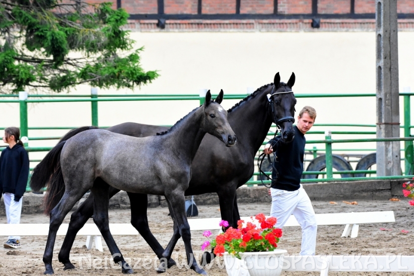 Czempionat koni w Rzecznej