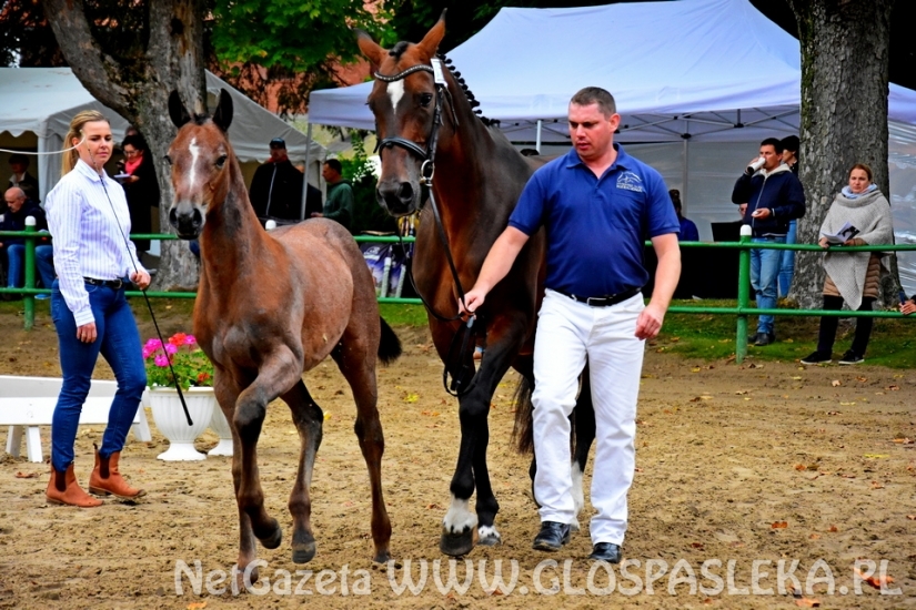 Czempionat koni w Rzecznej
