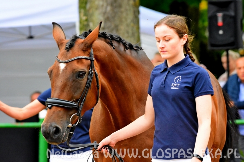 Czempionat koni w Rzecznej