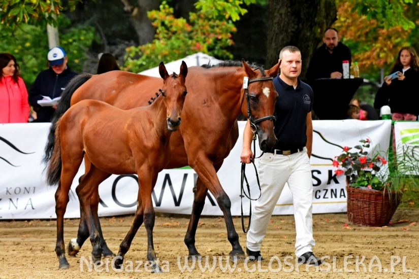 Czempionat koni w Rzecznej