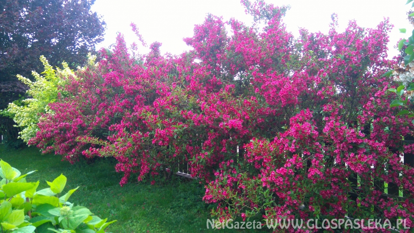 Wpadł do rowu i dachował