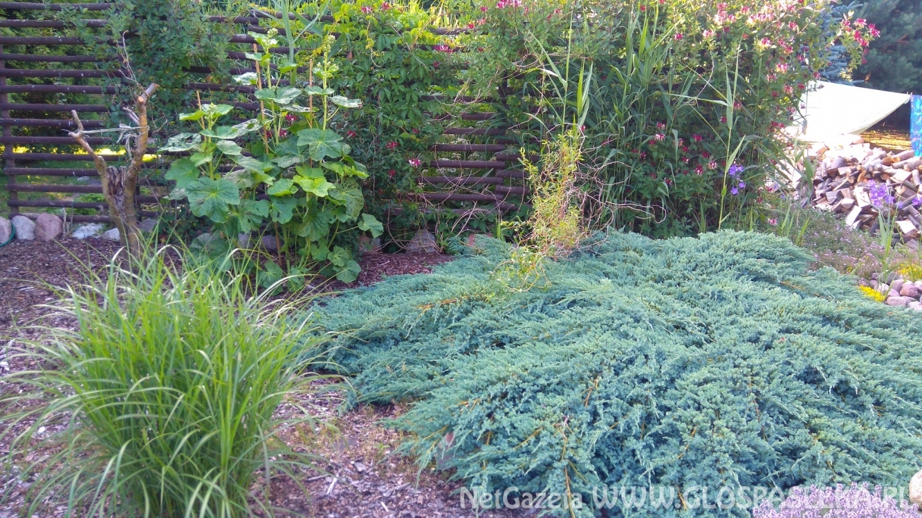 Wpadł do rowu i dachował