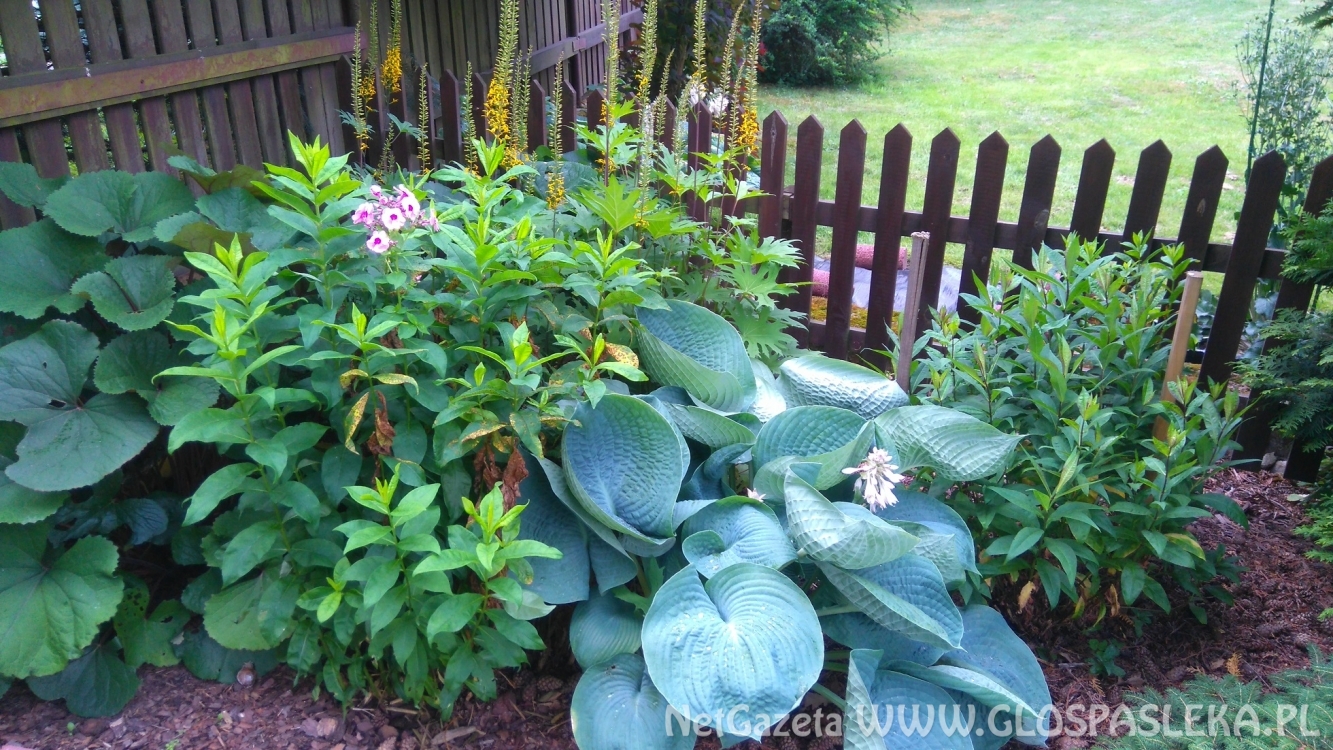 Wpadł do rowu i dachował