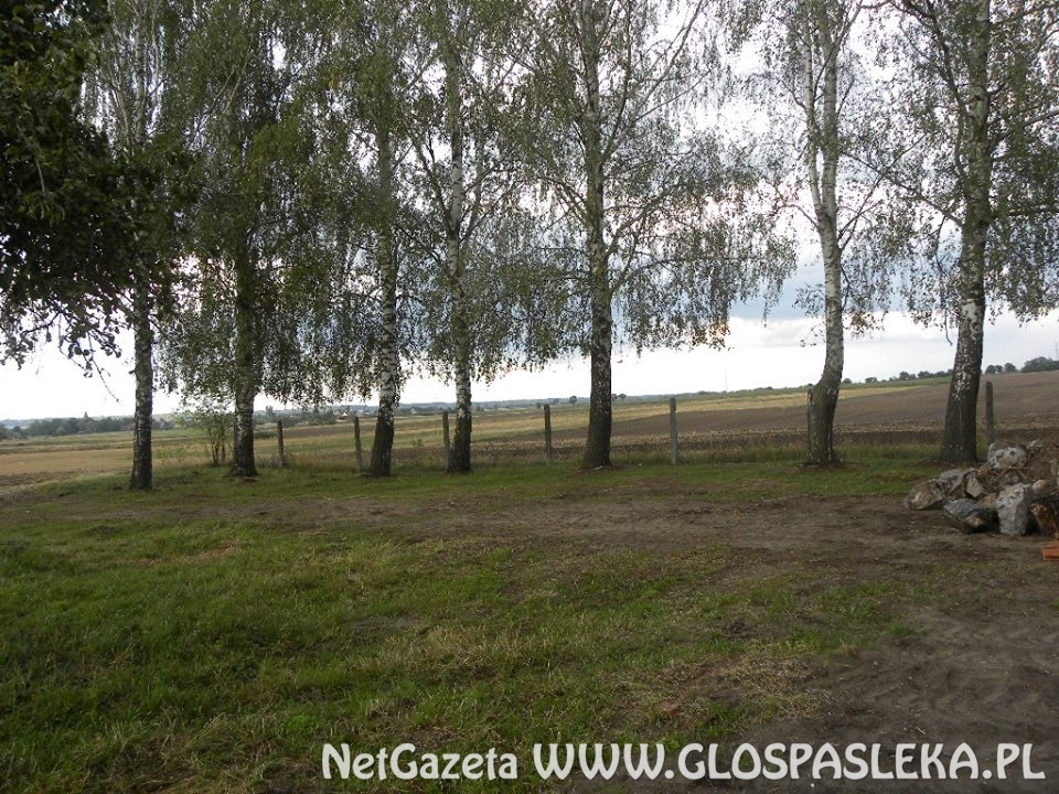 policjanci oddawali krew