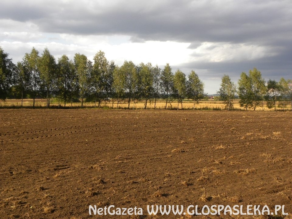 policjanci oddawali krew