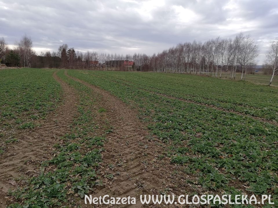 policjanci oddawali krew