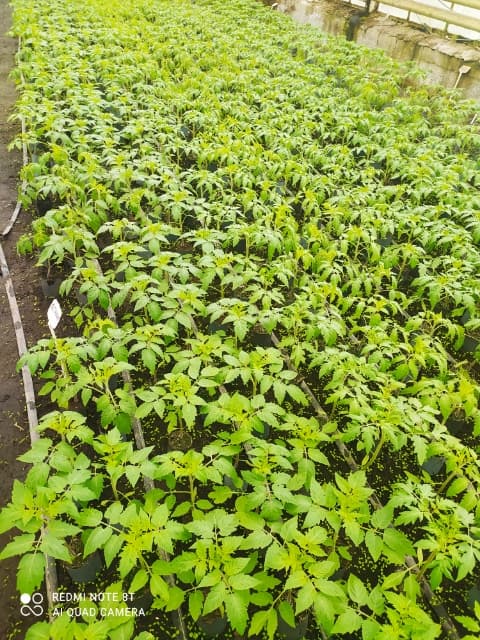 Nowe Kusy zabawa choinkowa