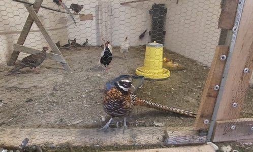 Aktualny komunikat inspektora sanitarnego