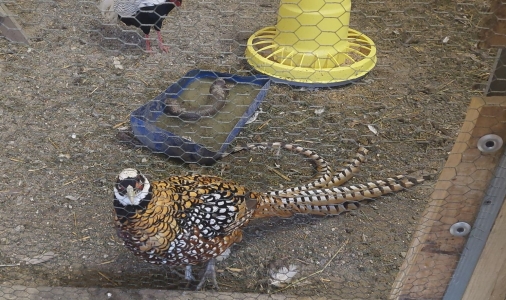 Aktualny komunikat inspektora sanitarnego