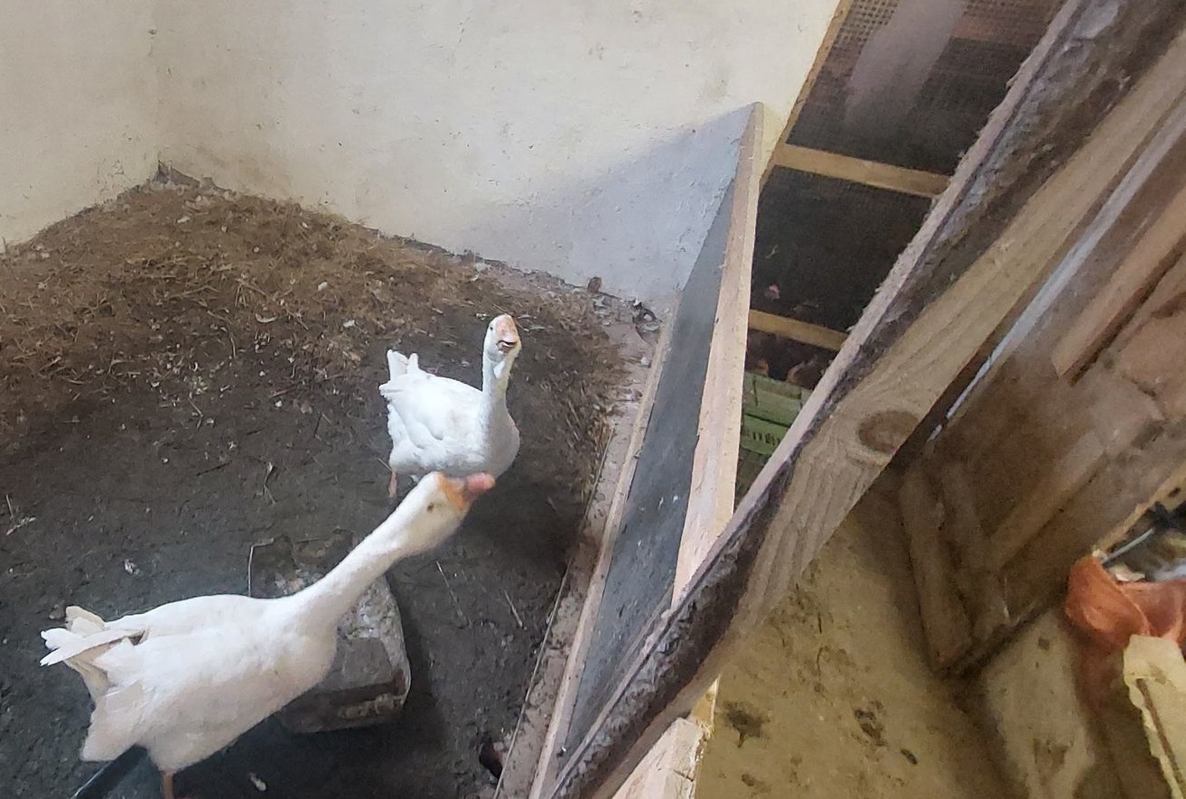 Aktualny komunikat inspektora sanitarnego